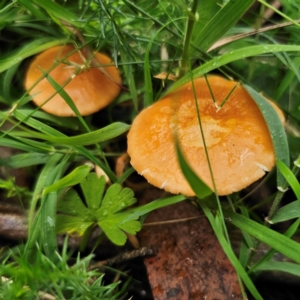 Marasmius elegans at Tallaganda National Park - 16 Jan 2024