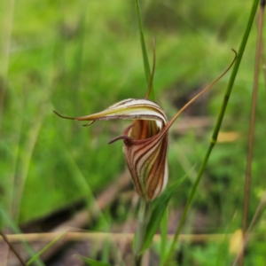 Diplodium coccinum at Tallaganda National Park - 16 Jan 2024