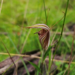 Diplodium coccinum at Tallaganda National Park - 16 Jan 2024