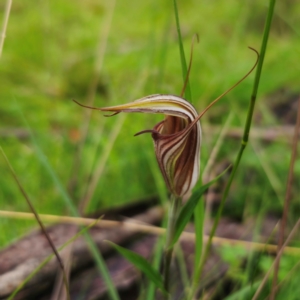 Diplodium coccinum at Tallaganda National Park - 16 Jan 2024