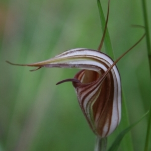 Diplodium coccinum at Tallaganda National Park - 16 Jan 2024