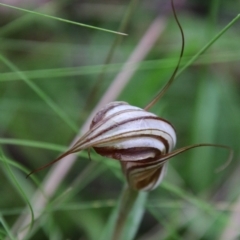 Diplodium coccinum at Tallaganda National Park - suppressed