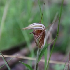 Diplodium coccinum at Tallaganda National Park - 16 Jan 2024