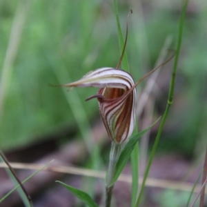 Diplodium coccinum at Tallaganda National Park - 16 Jan 2024