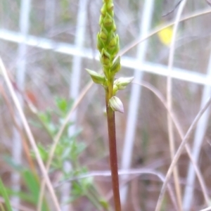 Corunastylis clivicola at MTR591 at Gundaroo - 16 Jan 2024