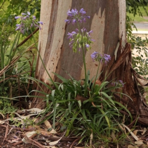 Agapanthus praecox subsp. orientalis at Sullivans Creek, Turner - 14 Jan 2024 11:43 AM