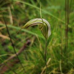 Diplodium coccinum at QPRC LGA - suppressed