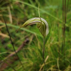 Diplodium coccinum at QPRC LGA - suppressed