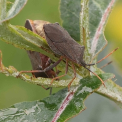 Amorbus sp. (genus) (Eucalyptus Tip bug) at Sullivans Creek, Turner - 14 Jan 2024 by ConBoekel