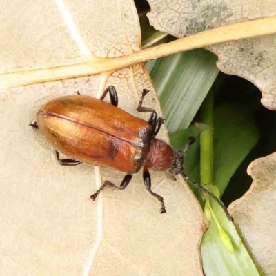 Ecnolagria grandis (Honeybrown beetle) at Sullivans Creek, Turner - 14 Jan 2024 by ConBoekel