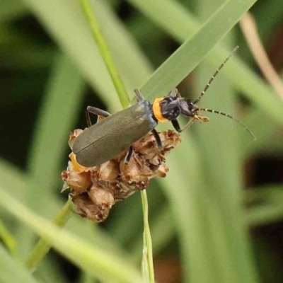 Chauliognathus lugubris (Plague Soldier Beetle) at Turner, ACT - 14 Jan 2024 by ConBoekel