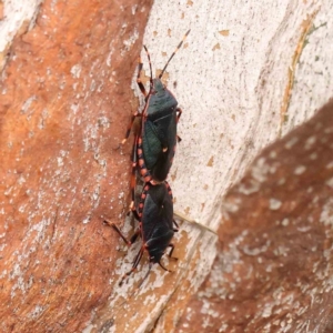 Notius depressus at Sullivans Creek, Turner - 14 Jan 2024