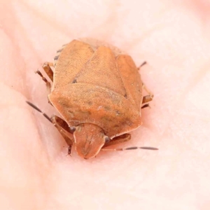 Dictyotus conspicuus at Sullivans Creek, Turner - 14 Jan 2024