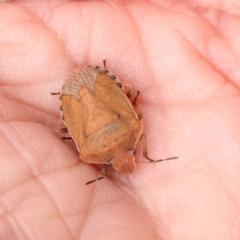 Dictyotus conspicuus at Sullivans Creek, Turner - 14 Jan 2024