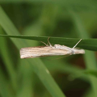 Culladia cuneiferellus (Crambinae moth) at City Renewal Authority Area - 14 Jan 2024 by ConBoekel