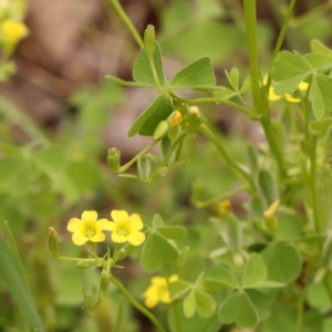 Oxalis thompsoniae at Turner, ACT - 14 Jan 2024 12:13 PM