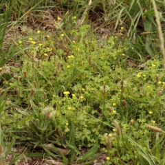 Oxalis thompsoniae at Turner, ACT - 14 Jan 2024 12:13 PM