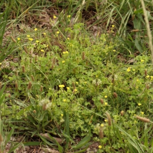 Oxalis thompsoniae at Turner, ACT - 14 Jan 2024