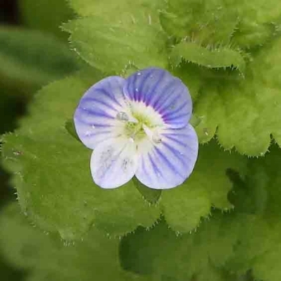 Veronica persica (Creeping Speedwell) at Sullivans Creek, Turner - 14 Jan 2024 by ConBoekel