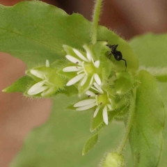 Stellaria media (Common Chickweed) at Sullivans Creek, Turner - 14 Jan 2024 by ConBoekel