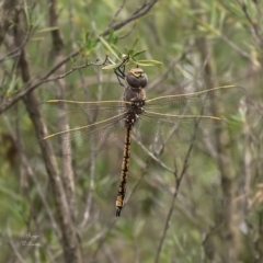 Anax papuensis (Australian Emperor) at Block 402 - 16 Jan 2024 by Roger