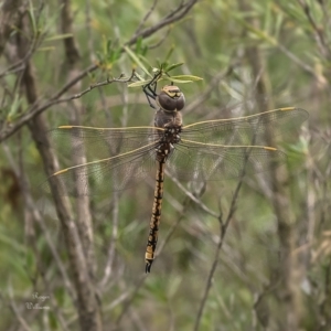 Anax papuensis at Block 402 - 16 Jan 2024