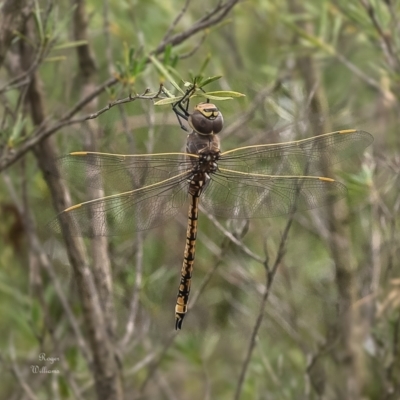 Anax papuensis (Australian Emperor) at Block 402 - 16 Jan 2024 by Roger