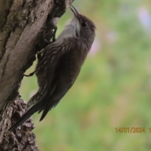 Cormobates leucophaea at Black Flat at Corrowong - 14 Jan 2024