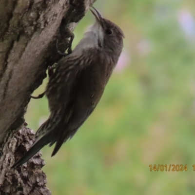 Cormobates leucophaea (White-throated Treecreeper) at Corrowong, NSW - 14 Jan 2024 by BlackFlat