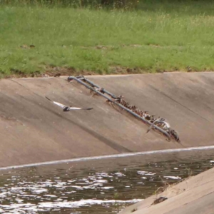 Chenonetta jubata at Sullivans Creek, Turner - 14 Jan 2024 11:39 AM