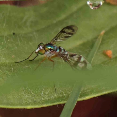 Dolichopodidae (family) (Unidentified Long-legged fly) at Turner, ACT - 14 Jan 2024 by ConBoekel