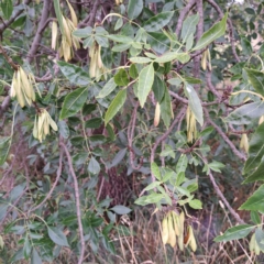 Fraxinus angustifolia (Desert Ash) at Watson Woodlands - 15 Jan 2024 by abread111