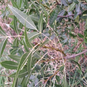 Fraxinus angustifolia at Watson Green Space - 15 Jan 2024