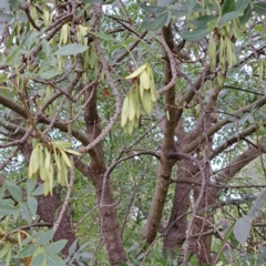 Fraxinus angustifolia at Watson Green Space - 15 Jan 2024 06:08 PM