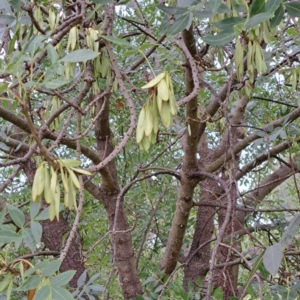 Fraxinus angustifolia at Watson Green Space - 15 Jan 2024