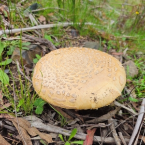 Amanita ochrophylla group at QPRC LGA - 16 Jan 2024