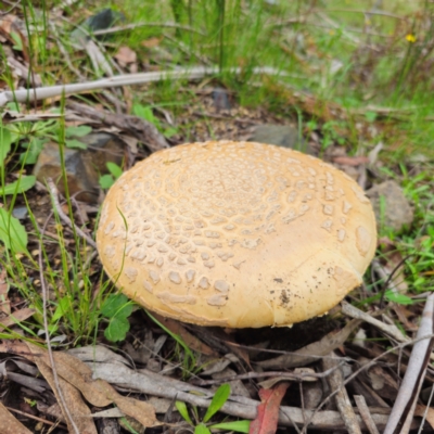 Amanita ochrophylla group at Forbes Creek, NSW - 16 Jan 2024 by Csteele4