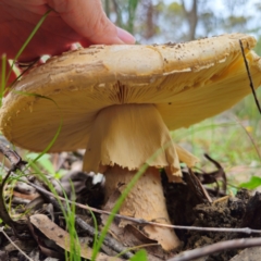 Amanita ochrophylla group at QPRC LGA - 16 Jan 2024 03:39 PM