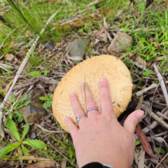 Amanita ochrophylla group at QPRC LGA - 16 Jan 2024 03:39 PM