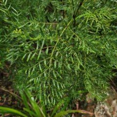 Polyscias sambucifolia (Elderberry Panax) at Forbes Creek, NSW - 16 Jan 2024 by Csteele4