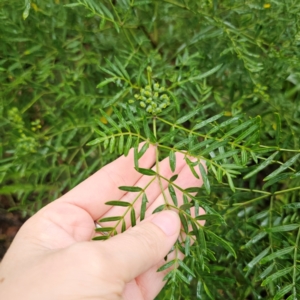 Polyscias sambucifolia at QPRC LGA - 16 Jan 2024