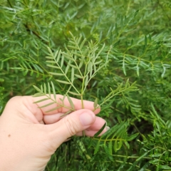 Polyscias sambucifolia at QPRC LGA - 16 Jan 2024