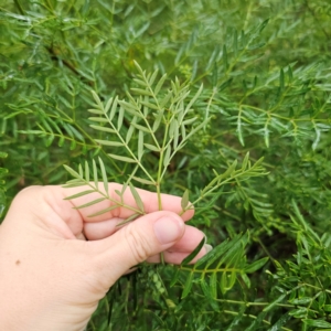 Polyscias sambucifolia at QPRC LGA - 16 Jan 2024