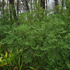 Polyscias sambucifolia at QPRC LGA - 16 Jan 2024