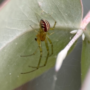 Deliochus pulcher at Russell, ACT - 16 Jan 2024 04:34 PM