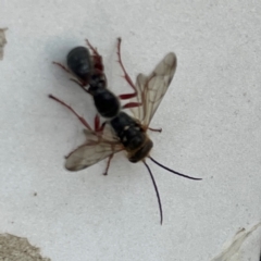 Tiphiidae (family) (Unidentified Smooth flower wasp) at Russell, ACT - 16 Jan 2024 by Hejor1