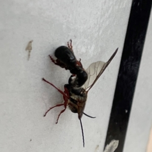 Tiphiidae (family) at Russell, ACT - 16 Jan 2024