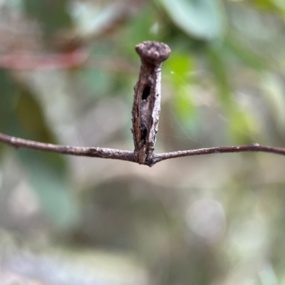 Apiomorpha sp. (genus) (A gall forming scale) at Russell, ACT - 16 Jan 2024 by Hejor1