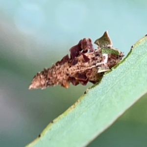 Hyalarcta nigrescens at Russell, ACT - 16 Jan 2024