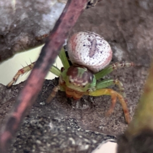 Australomisidia sp. (genus) at Russell, ACT - 16 Jan 2024